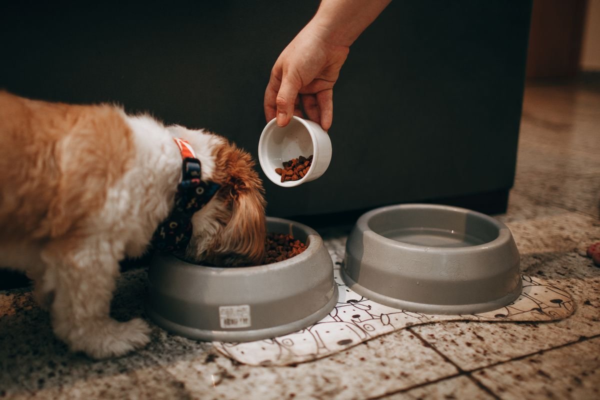 A small dog eating a bowl of food poured by a volunteer