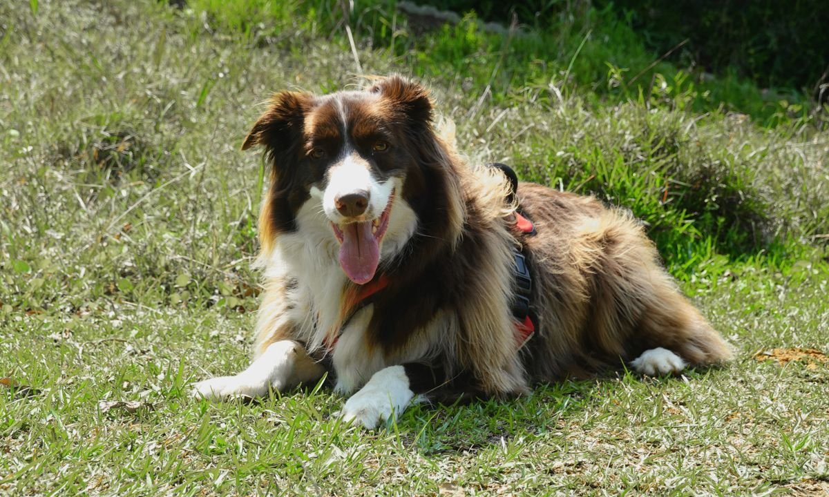 A collie mix resting in the grass after a play session