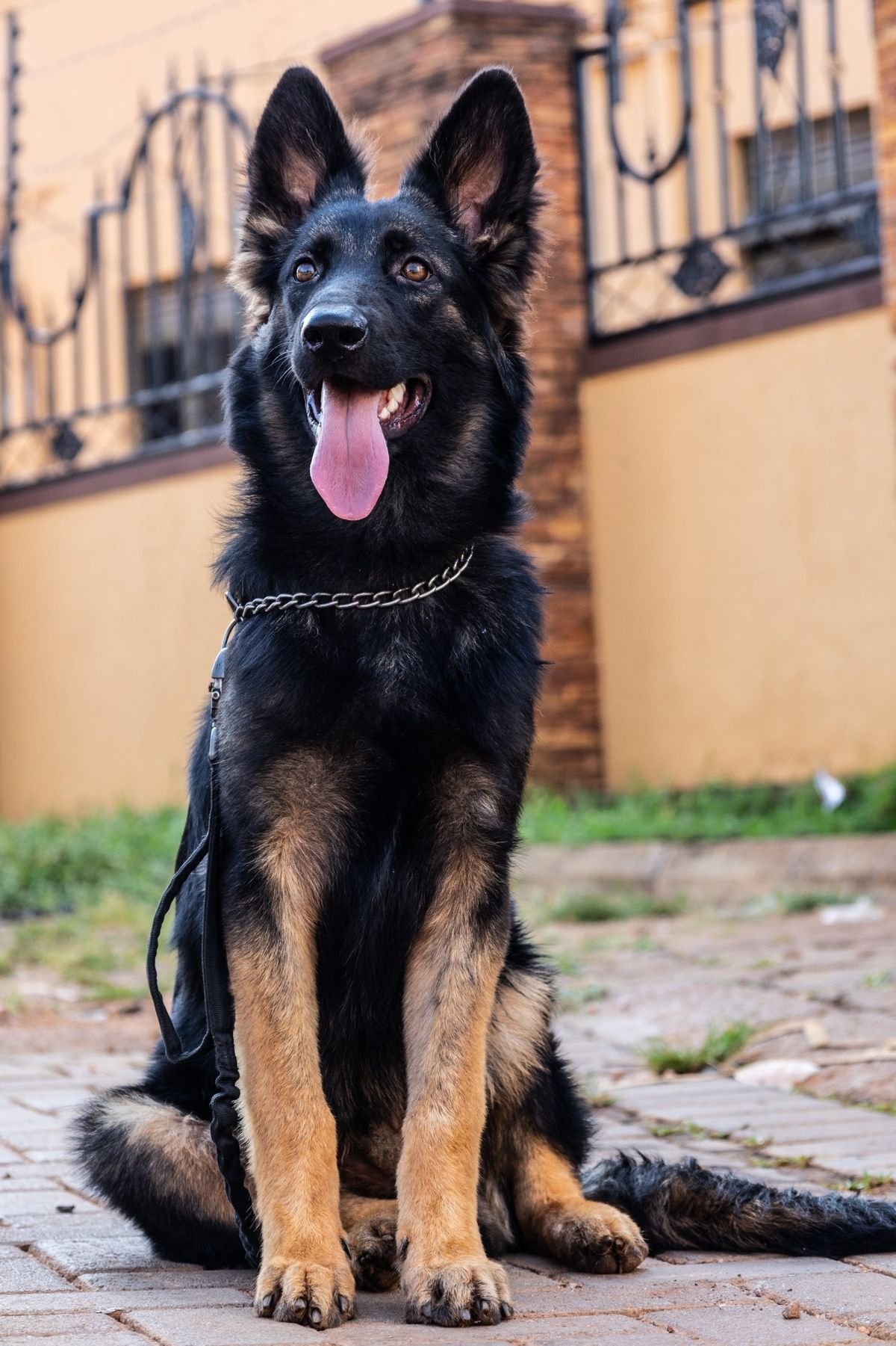 An attentive shepherd mix sitting on cue during a training session