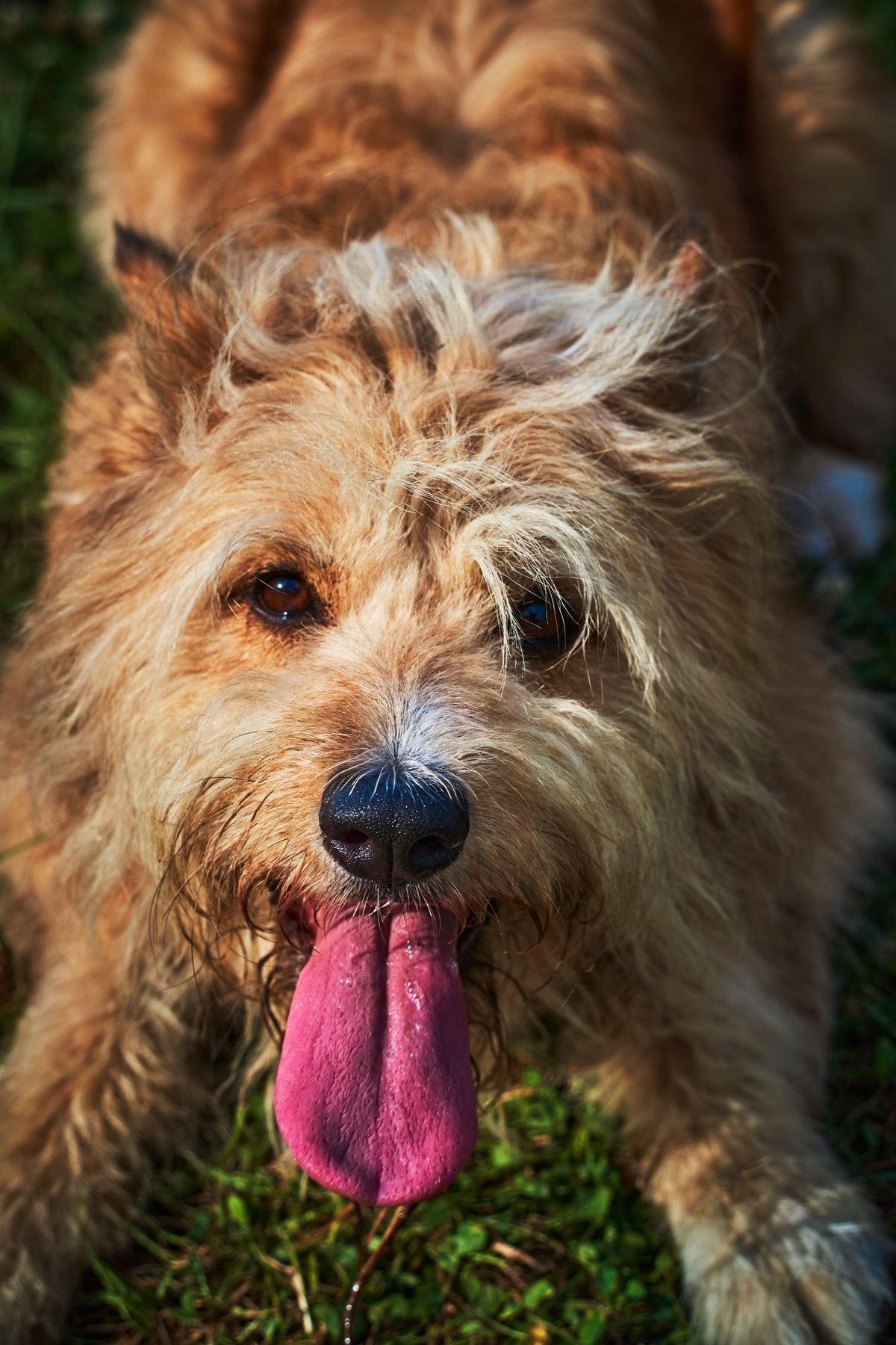 A bright, healthy terrier after a wellness visit