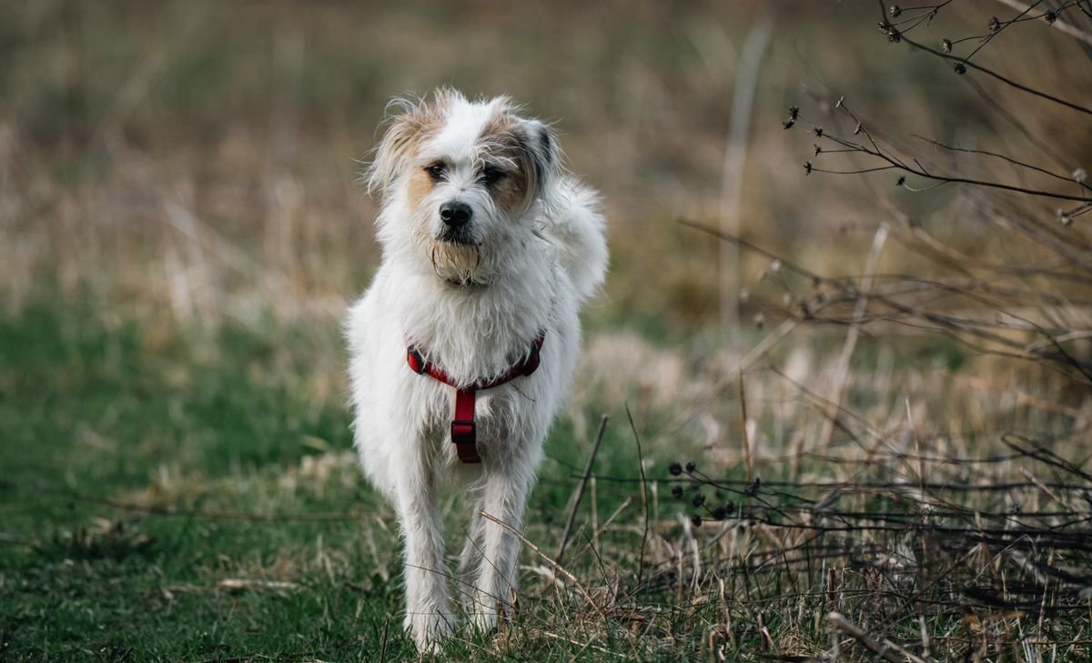 A young rescue dog standing in a sunny field