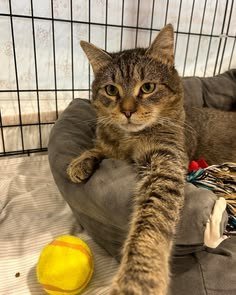 A tabby cat in its bed with an enrichment ball