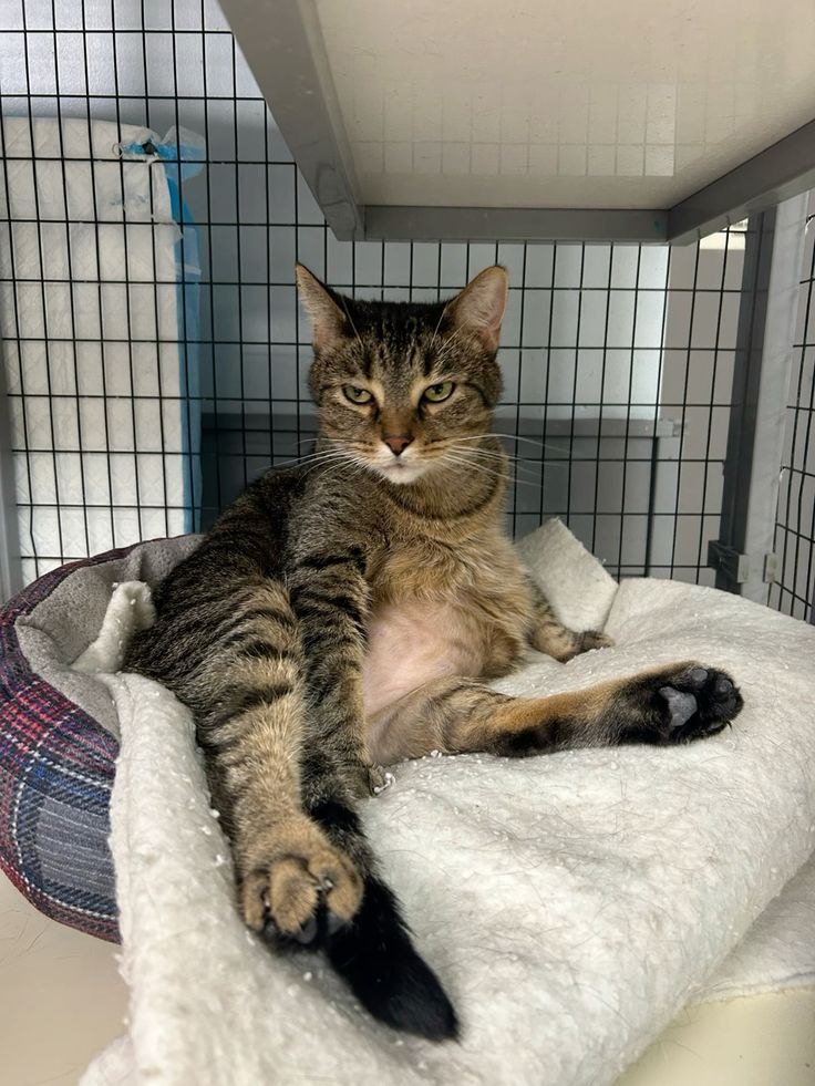 A tabby cat stretched out comfortably in a foster home