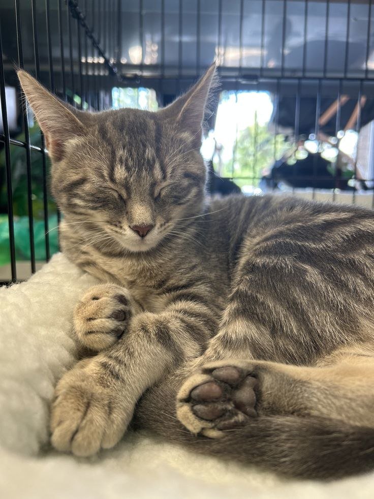 Smokey, a grey tabby, dozing with his paws tucked under him