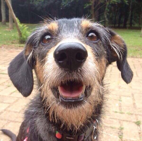 Noodle, a grizzled wire-haired terrier, grinning up at the camera
